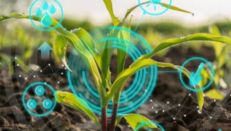 Tarımda derecelendirme dönemi başladı