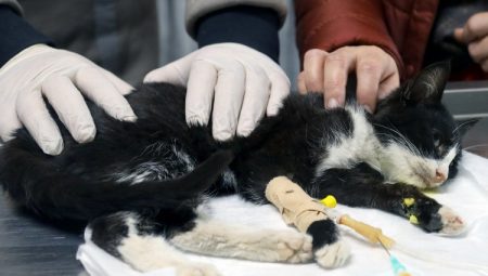 Bursa'da 2023'te 35 bin 'can'ın tedavisi gerçekleşti