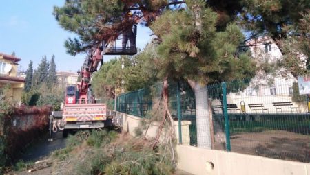 Dilovası’nda ağaçlara bakım