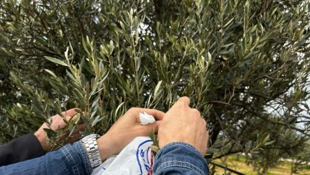 Muğla Milas'ta zeytine sahip çıkılıyor