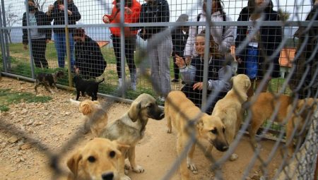 Muğla’da Geçici Hayvan Bakımevi’ne ziyaretçi akını