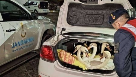 İpsala’da görenleri şaşkına çeviren olay