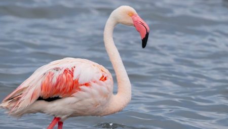 İzmit Körfezi onlarca flamingoya ev sahipliği yapıyor
