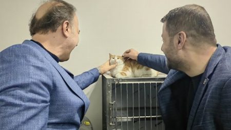 Sakat kediye büyükşehir adayı Erin sahip çıktı