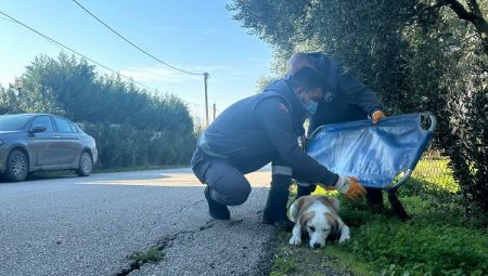 Yaralanan sevimli köpek sağlığına kavuştu