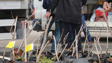 Konya’da kırsala ‘Antep Fıstığı’ desteği