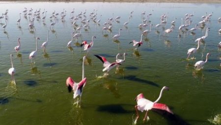 Turnalara 'halka'lı sıkı takip!