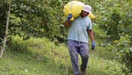 2024 fındık yevmiyeleri belli oldu 