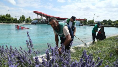 Kayseri'de 160 bin lavantanın hasadına başladı