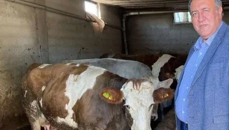 CHP’li vekil Gürer: Ağustos’ta süt krizi yaşanmasın!