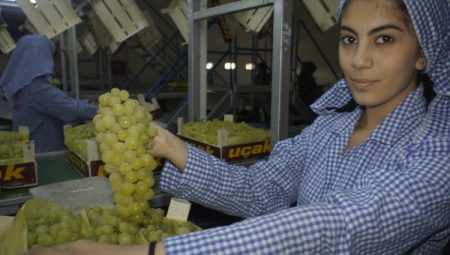 Diyabet hastalarının tercih ettiği üzüme vize çıktı