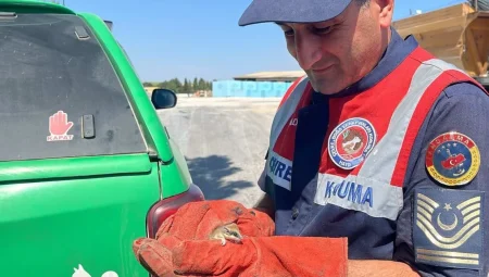 Jandarma nesli tehlike altında olan Yediuyur yavrusunu kurtardı