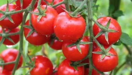 Kanser savaşçısı domates, aynı zamanda kalp dostu