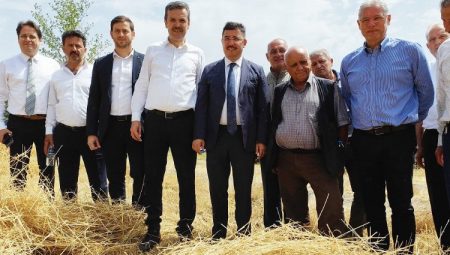 Mudanya’da yeni çeşit buğdaylara hasat