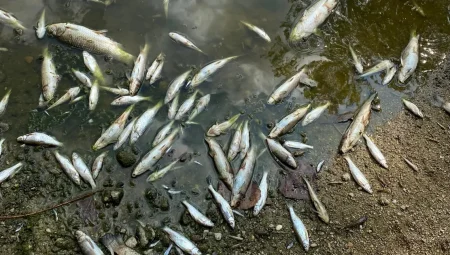 Aşırı sıcaklar Bursa Yenişehir’de balıkları da vurdu