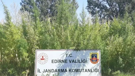 Edirne’de 159 bin kök kenevir ele geçirildi