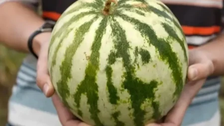 Kavun ve karpuzun iyisini seçmek için bu taktikleri kullanın!