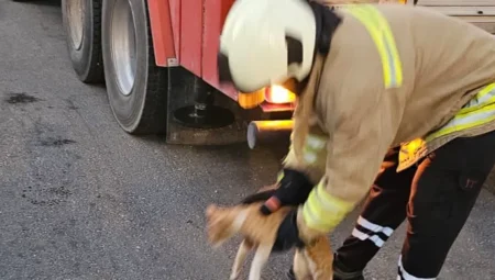 Lise binasında mahsur kalan kedi kurtarıldı
