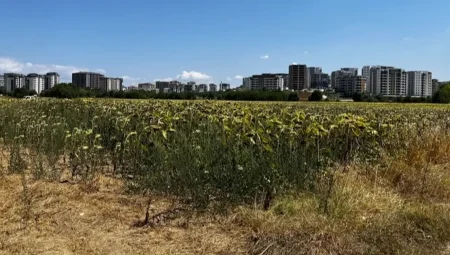 Mısır ve ayçiçeği, Akçalar’da tarımın gözbebeği oldu