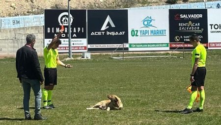 Amatör maçta alana giren köpeğe kırmızı kart!