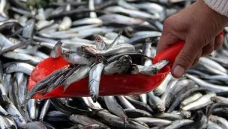 Balık avı yasağı ne vakit başlıyor? 2025 balık av yasağı tarihi