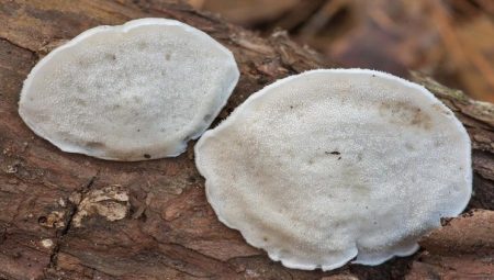 Bilim dünyasında değişik keşif: En acı husus