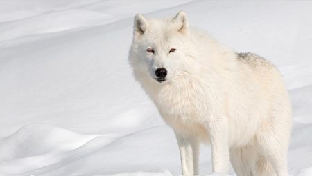 Bilim dünyasında tarihi muvaffakiyet: 12 bin yıl evvel kuşağı tükenen ulukurtlar yine yaratıldı