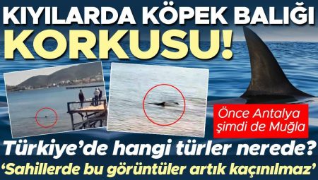 Evvel Antalya artık de Muğla… Kıyılarda köpek balığı korkusu! Türkiye’de hangi cinsler nerelerde bulunuyor? | ‘Sahillerde köpek balığı görülmesi artık kaçınılmaz, çünkü…’