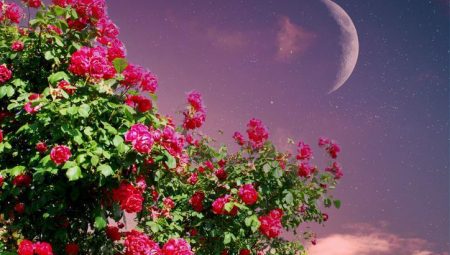 Hıdırellez Bayramı 2025 || Hıdrellez nedir, ne vakit, bu sene hangi güne denk geliyor? Hıdrellez ritüelleri nedir, neler yapılır?