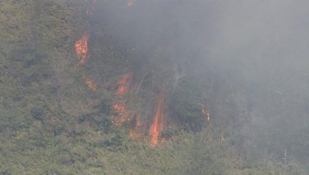 Japonya’da orman yangını: Binlerce şahsa tahliye uyarısı