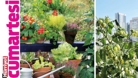 Kentte ferahlık: Permakültür