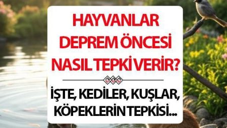 Kuşlar, kediler, köpekler, balıklar sarsıntısı hisseder mi? Hayvanlar zelzeleden evvel nasıl reaksiyon verir?