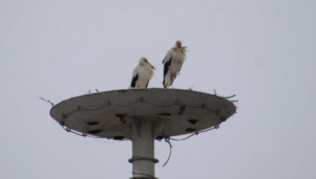Leylekler tabiatın gazabına uğradı… Harcadıkları uğraş objektiflere yansıdı
