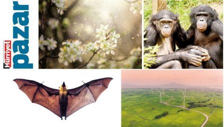 Mağaradan çıkan yeni tipler, ‘konuşan’ maymunlar