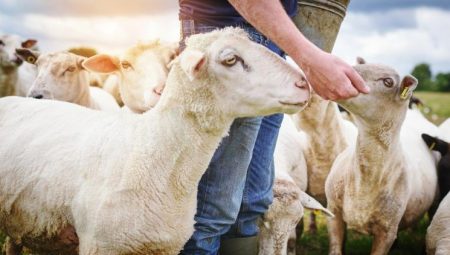 Mavi lisan hastalığı nedir, bulaşıcı mı? Datça’da mavi lisan alarmı! Mavi lisan hastalığı belirtileri ve tedavisi