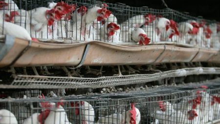 Meksika’da ‘H5N1’ telaşı: Birinci kere bir beşerde görüldü