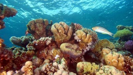 Mercan resifleri gelecek 50 yılda büsbütün yok olabilir