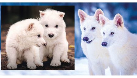 Soyu tükenen ulu kurtlar yine doğdu