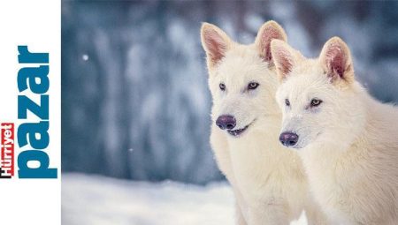 Ulukurtlar geri döndü, köpekbalıkları konuştu!