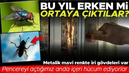 “Birkaç saniyeliğine pencereyi açıyorum içeri hamle ediyorlar” Karasinekler bu yıl erken mi çıktılar?