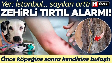 Zehirli tırtıl alarmı! Evvel köpeğine sonra kendisine bulaştı… ‘Ağzının içi asit dökülmüş üzere eriyordu’