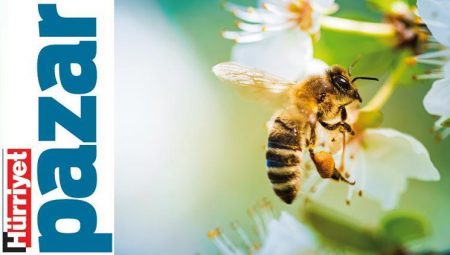 20 Mayıs Dünya Arı Günü: Sırada iklim değişikliğiyle gayret var