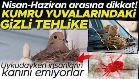 Kumru yuvalarındaki görünmez tehlike! Nisan-Haziran aylarına dikkat | Asıl risk yuvadan uçtuklarında başlıyor