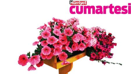 Bitkilerle âlâ bir ilgi kurmak için…
